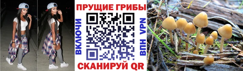 Галлюциногенные грибы Psilocybine cubensis  хочу   Онега 